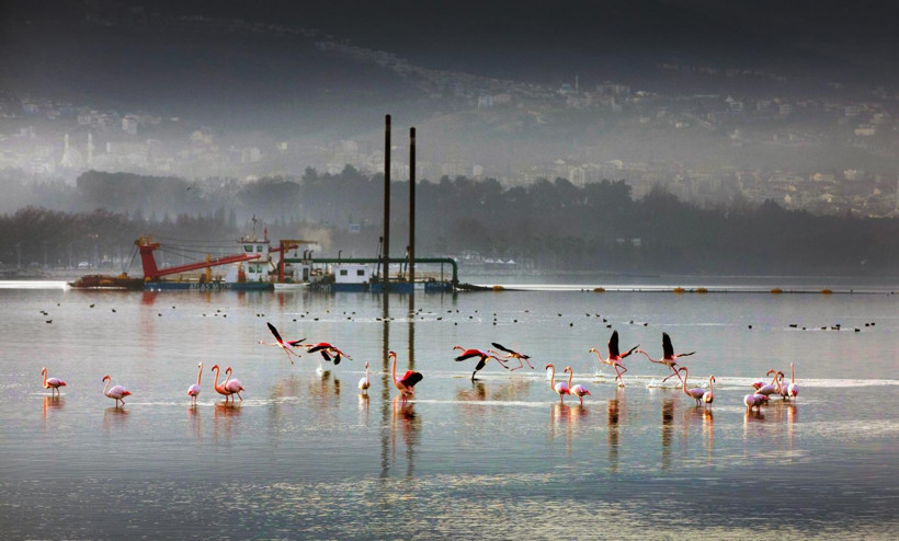 Dev projede 2. etap hızla ilerliyor... Hektarlarca alan temizlendi! - Resim : 2