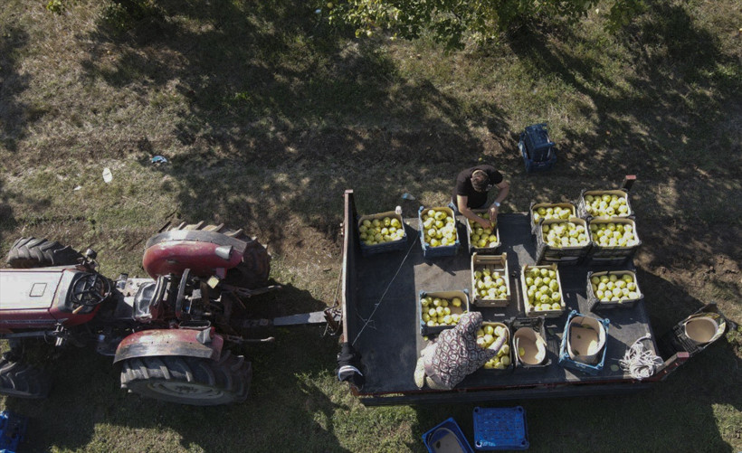 Kocaeli'nin en özel lezzetlerinden… Eşme ayvasının hasadı başladı! - Resim : 2