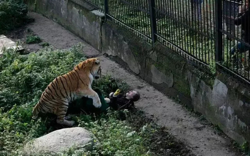 Kaplanın saldırısına uğrayan kadın ağır yaralandı - Resim : 1