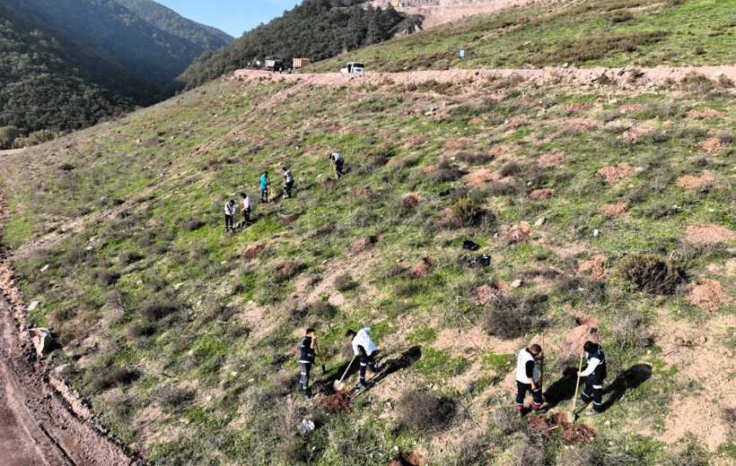 Körfez'e 3 bin 300 Toros sediri dikilecek - Resim : 1