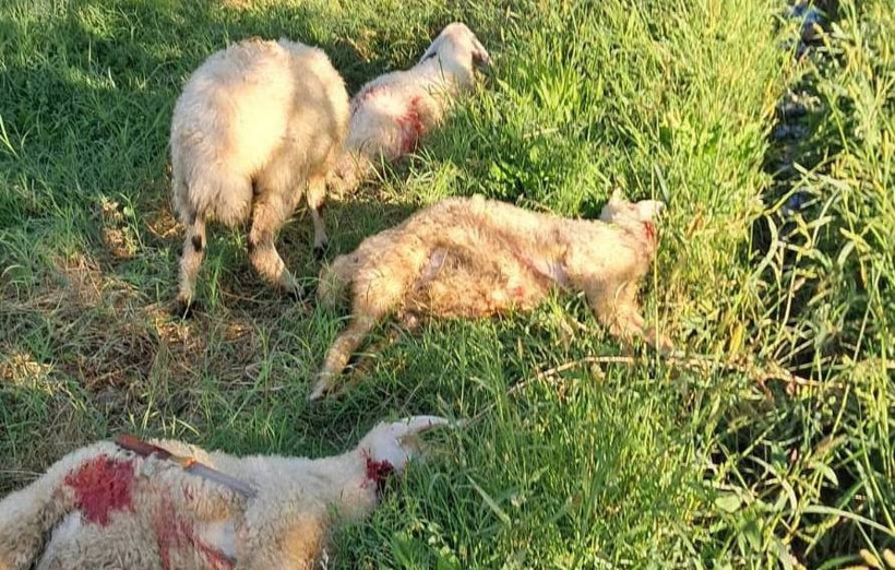 Sorun giderek büyüyor! Köpekler kuzuları telef etti - Resim : 1