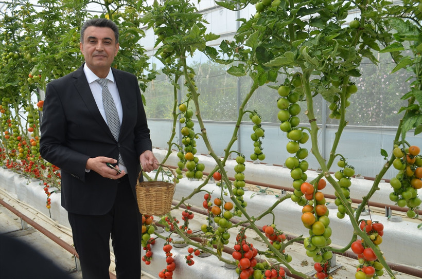 Yeni nesil tarımın ilk meyveleri toplanıyor! - Resim : 1