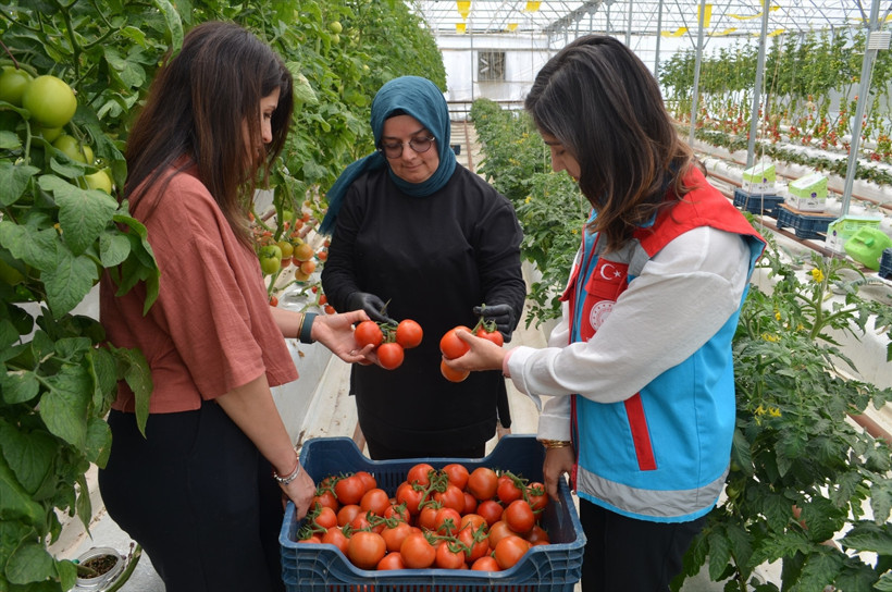 Yeni nesil tarımın ilk meyveleri toplanıyor! - Resim : 2