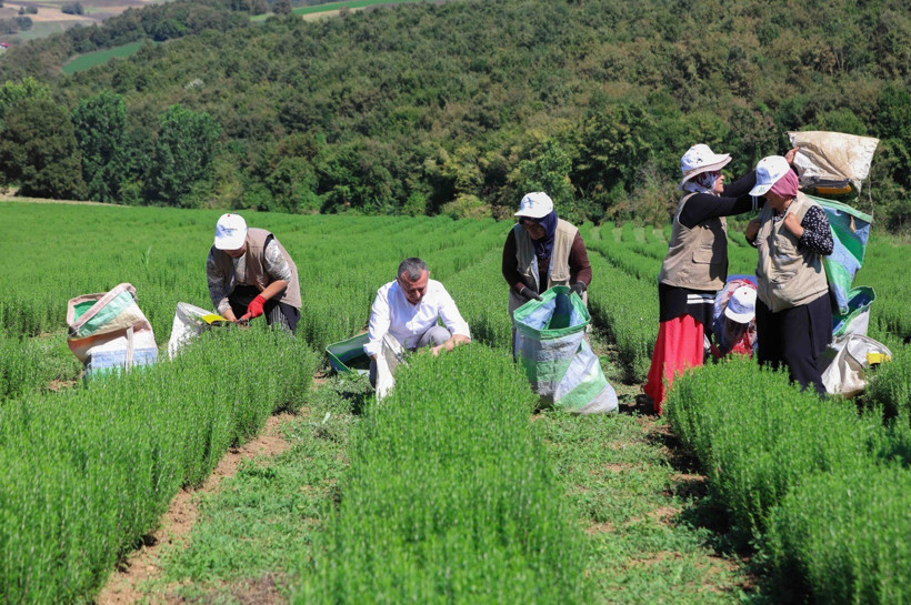 Kocaeli’de tarıma 1 milyar lira... - Resim : 2