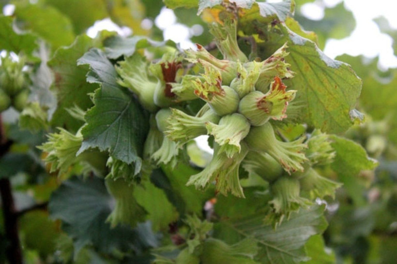 Kandıra'da fındık fiyatları 350 TL'ye doğru koşuyor - Resim: 5