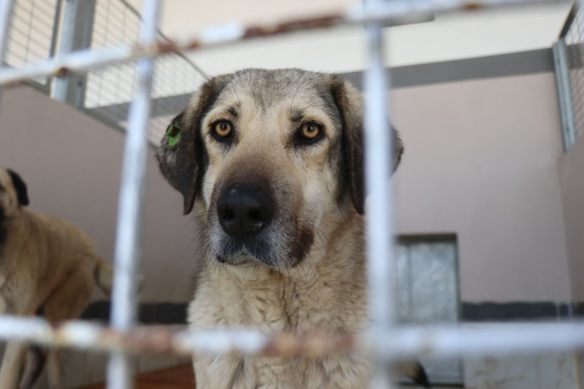 Kahraman köpek Proteo'nun adı verildi… Bu merkez, sokak hayvanlarına şifa dağıtıyor! - Resim: 1