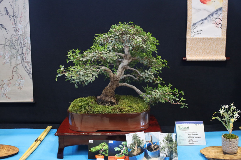 "Sabır ve özenin ürünü" Bonsai sanatı Kocaeli'de tanıtıldı - Resim : 1