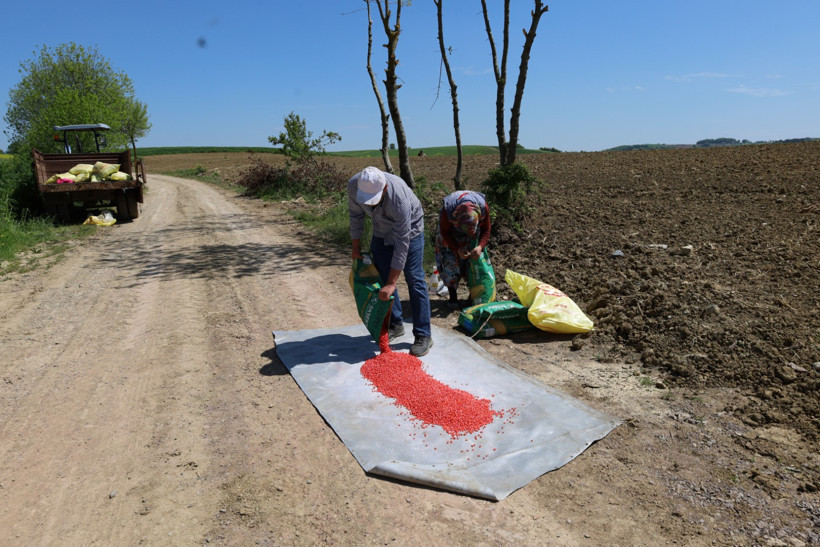 Kocaeli'nde mısır tohumları toprakla buluşuyor! - Resim : 3