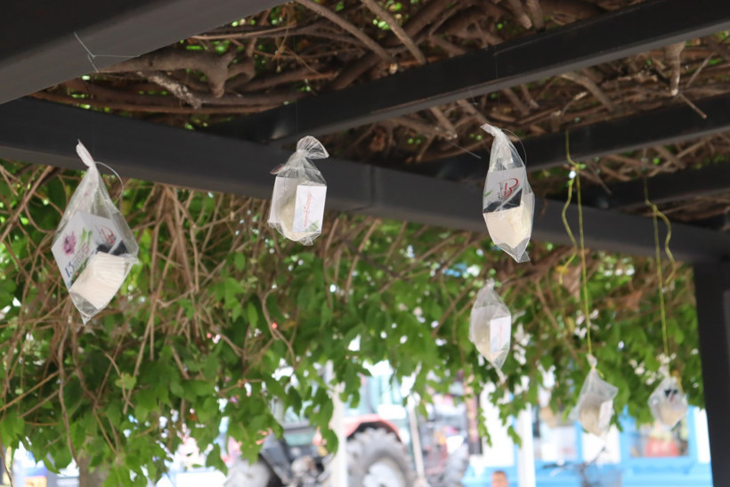 İzmitliler pişmaniyeyi ağaçtan topladı! - Resim : 1