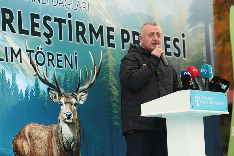 Kocaeli Büyükşehir Belediyesi'nden doğaya 7 yeni kızıl geyik daha - Resim : 1