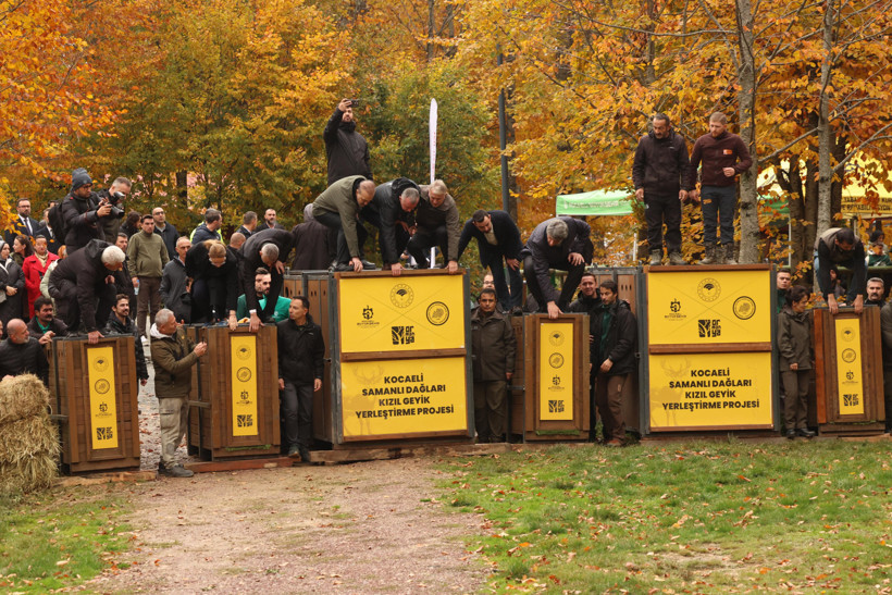Kocaeli Büyükşehir Belediyesi'nden doğaya 7 yeni kızıl geyik daha - Resim : 4