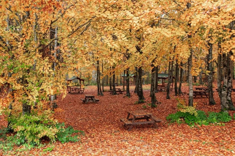 Sarı, turuncu ve kızıl renkler… Kartepe’de sonbahar güzelliği! - Resim: 13