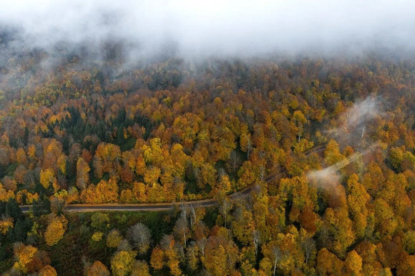 Sarı, turuncu ve kızıl renkler… Kartepe’de sonbahar güzelliği! - Resim: 2