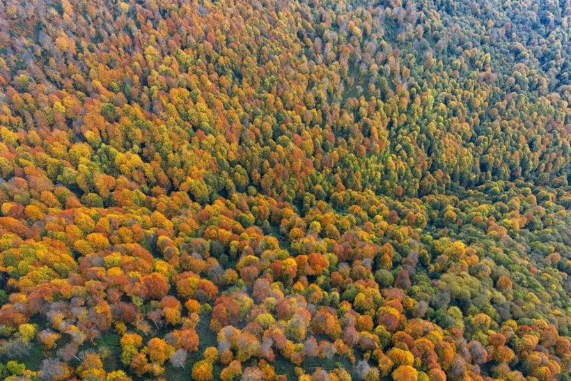 Sarı, turuncu ve kızıl renkler… Kartepe’de sonbahar güzelliği! - Resim: 6