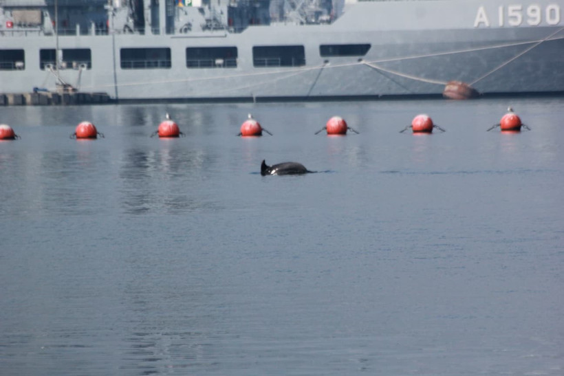 Gölcük sahile sürpriz misafir: Yunus! - Resim : 3