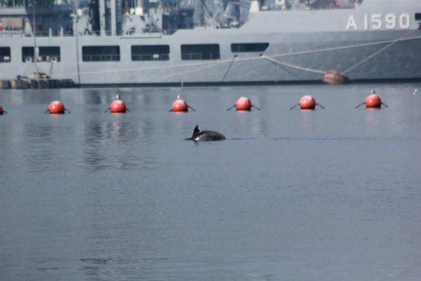 Gölcük sahile sürpriz misafir: Yunus! - Resim : 1
