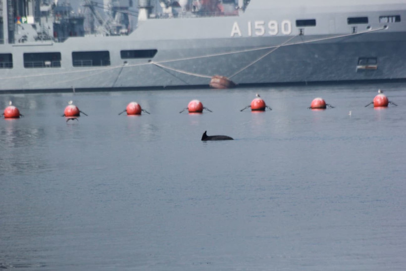 Gölcük sahile sürpriz misafir: Yunus! - Resim : 2