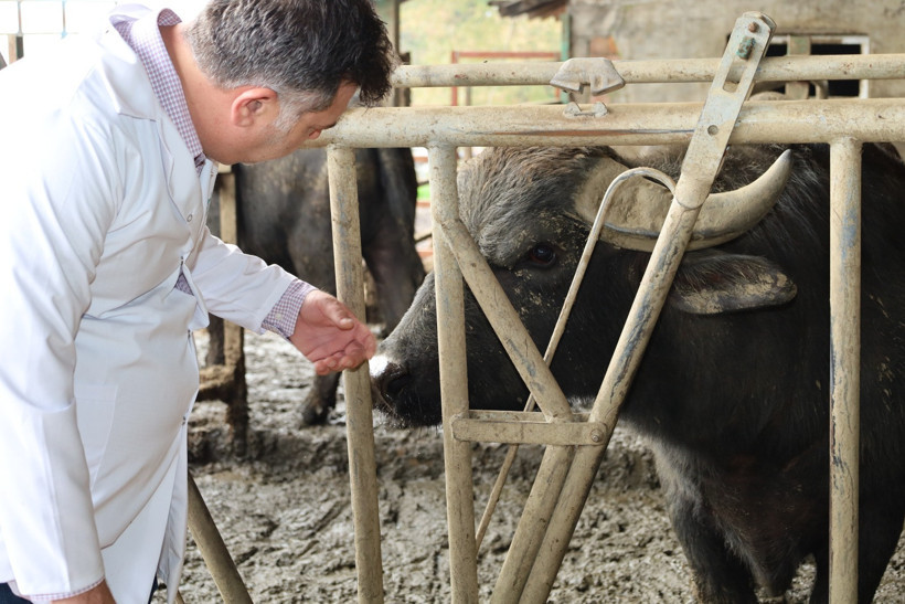 Hedef: Anadolu Mandası'nın ıslahı... Kocaeli'deki manda sayısı artıyor - Resim : 1
