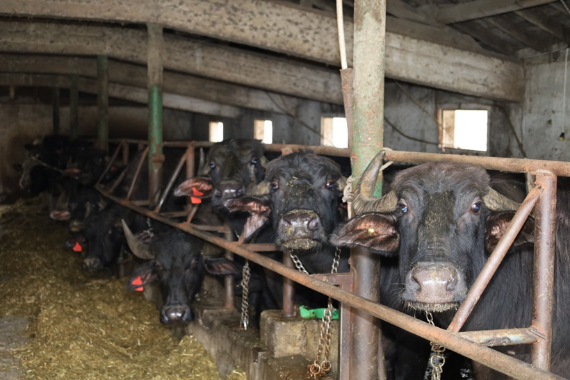 Hedef: Anadolu Mandası'nın ıslahı... Kocaeli'deki manda sayısı artıyor - Resim : 2