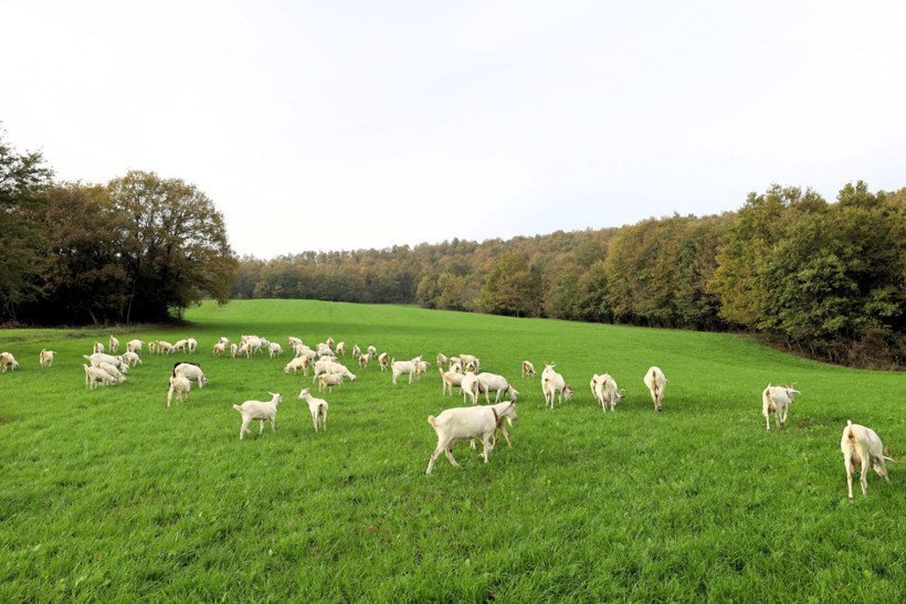 Kocaeli Büyükşehir Belediyesi'nden süt otu desteği... Maliyetleri düşürdü - Resim : 1