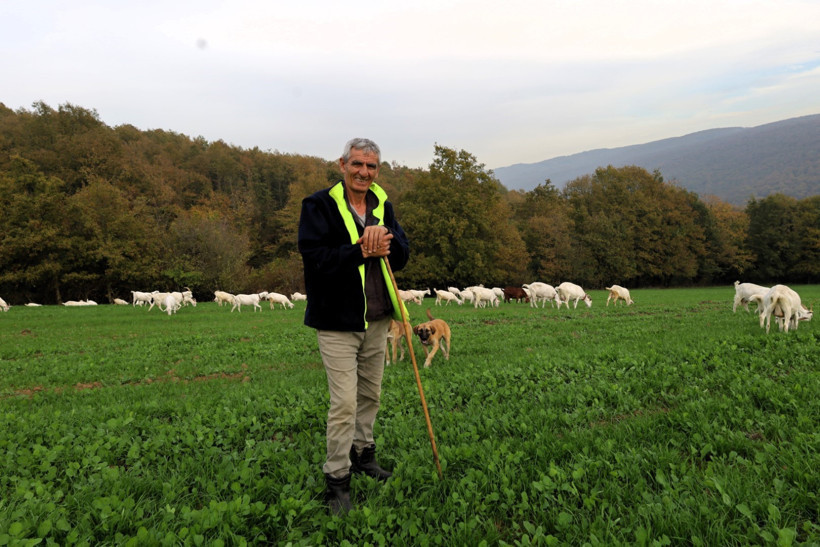 Kocaeli Büyükşehir Belediyesi'nden süt otu desteği... Maliyetleri düşürdü - Resim : 2