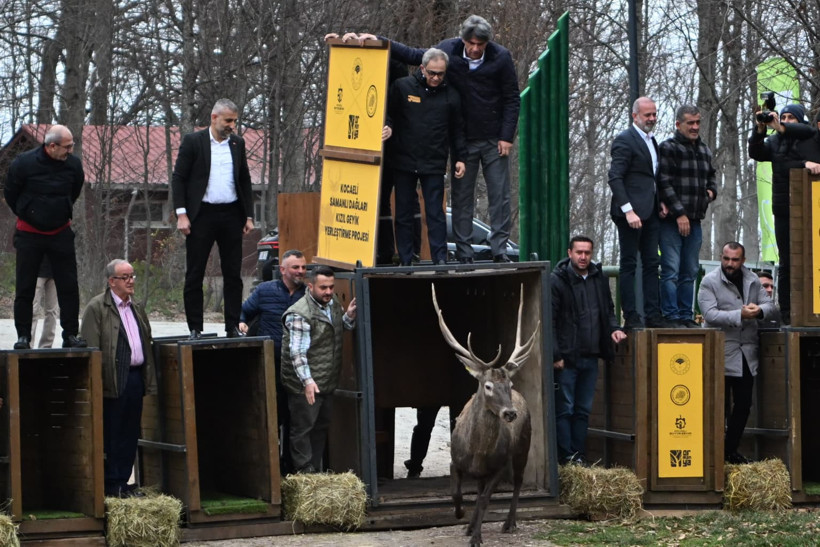 8 kızıl geyik doğaya salındı - Resim : 2