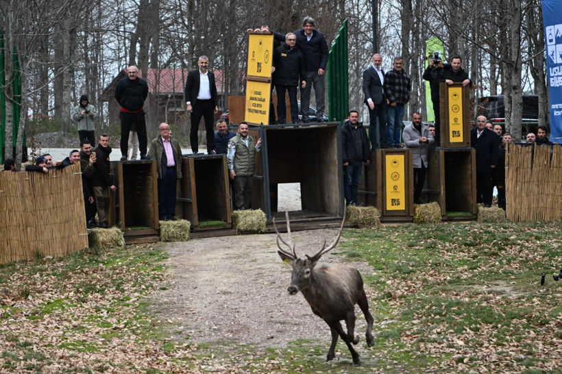 8 kızıl geyik doğaya salındı - Resim : 3