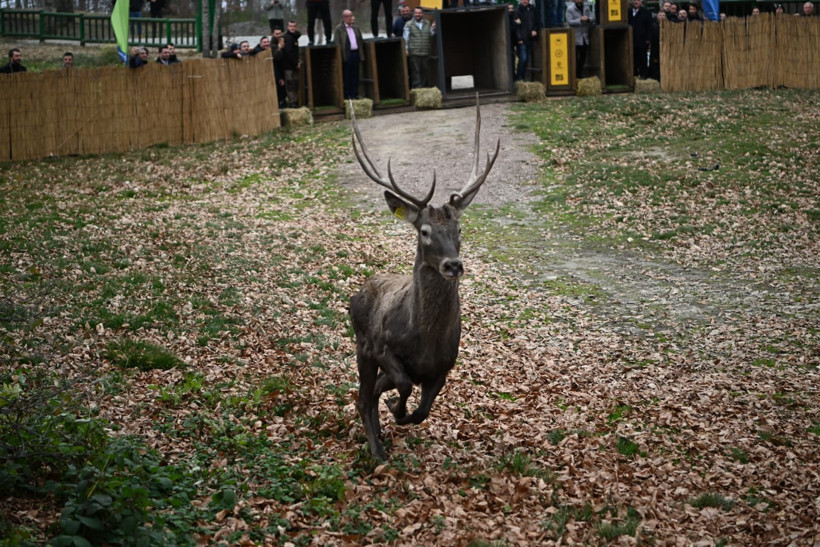 8 kızıl geyik doğaya salındı - Resim : 4