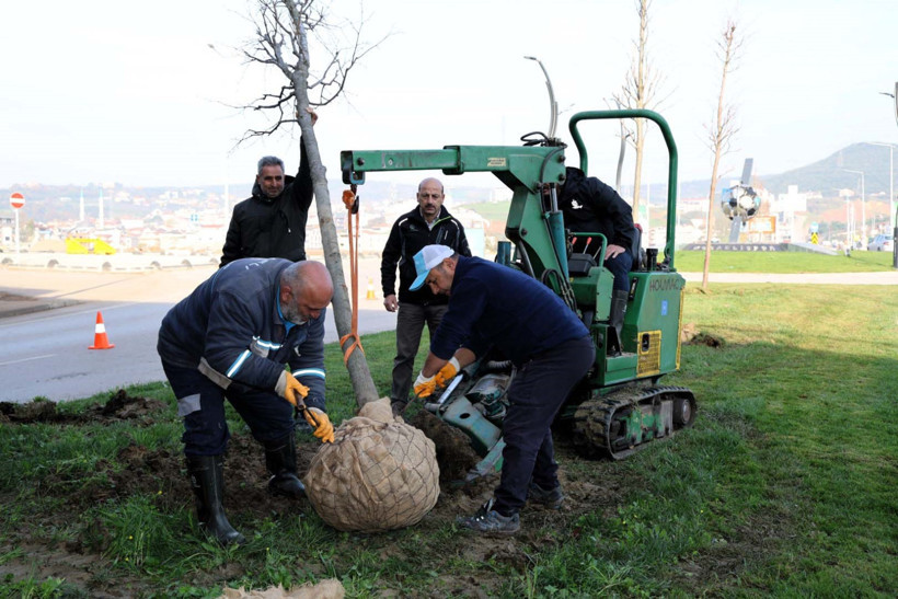 Sökülen ağaçlar yeni yerlerinde hayat bulacak - Resim : 2