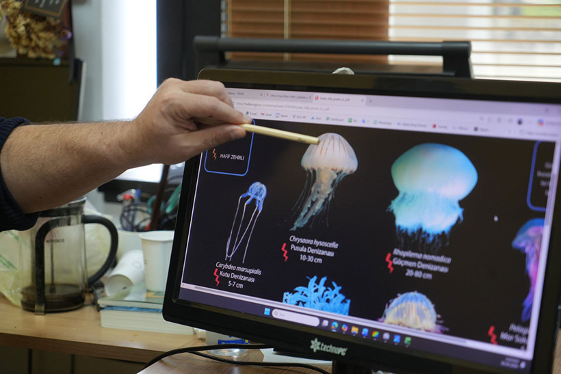 İzmit K&ouml;rfezi'nde sayıları artmaya başladı;  Denizde g&ouml;r&uuml;rseniz sakın yaklaşmayın! - Resim : 4