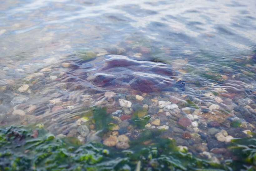 İzmit K&ouml;rfezi'nde sayıları artmaya başladı;  Denizde g&ouml;r&uuml;rseniz sakın yaklaşmayın! - Resim : 6