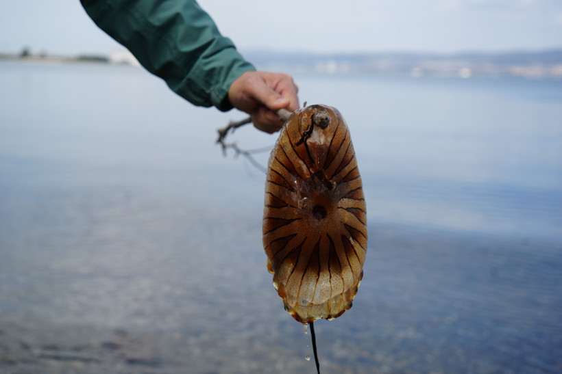 İzmit K&ouml;rfezi'nde sayıları artmaya başladı;  Denizde g&ouml;r&uuml;rseniz sakın yaklaşmayın! - Resim : 1