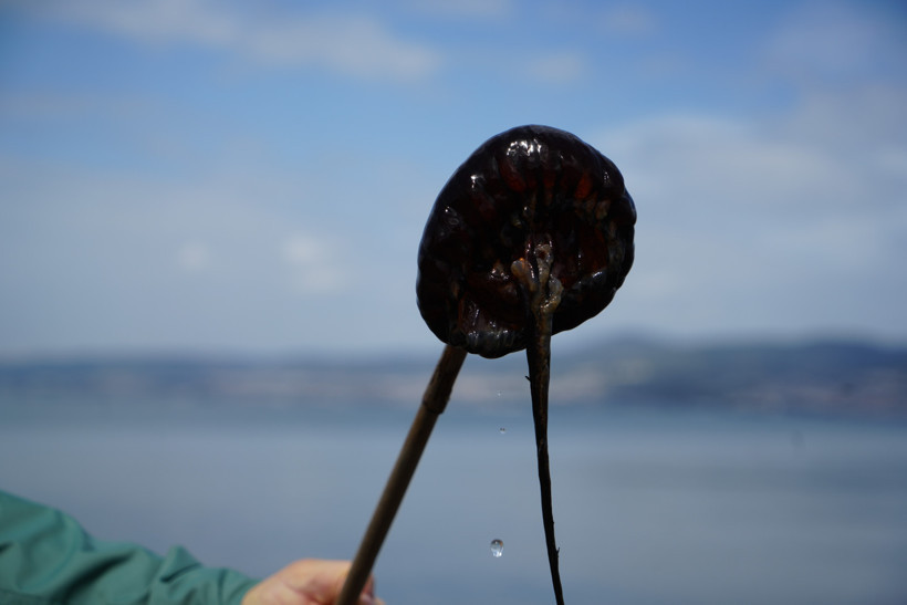 İzmit K&ouml;rfezi'nde sayıları artmaya başladı;  Denizde g&ouml;r&uuml;rseniz sakın yaklaşmayın! - Resim : 2