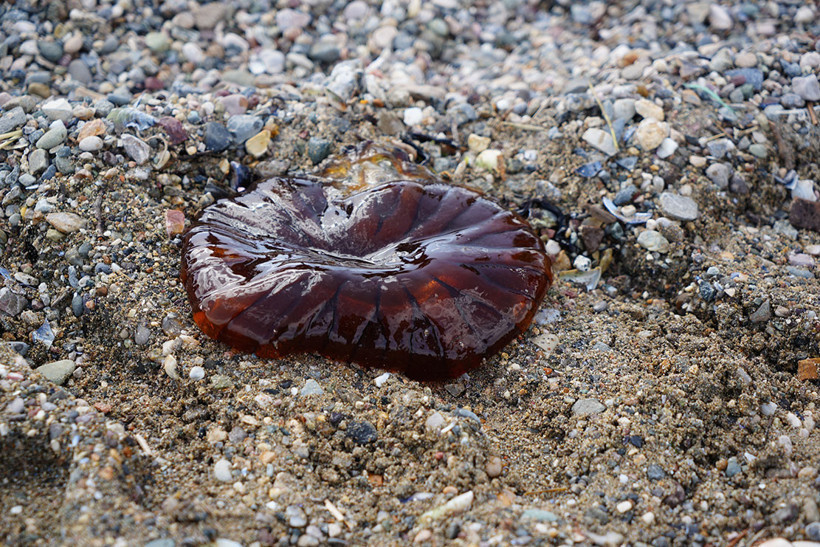 İzmit K&ouml;rfezi'nde sayıları artmaya başladı;  Denizde g&ouml;r&uuml;rseniz sakın yaklaşmayın! - Resim : 5