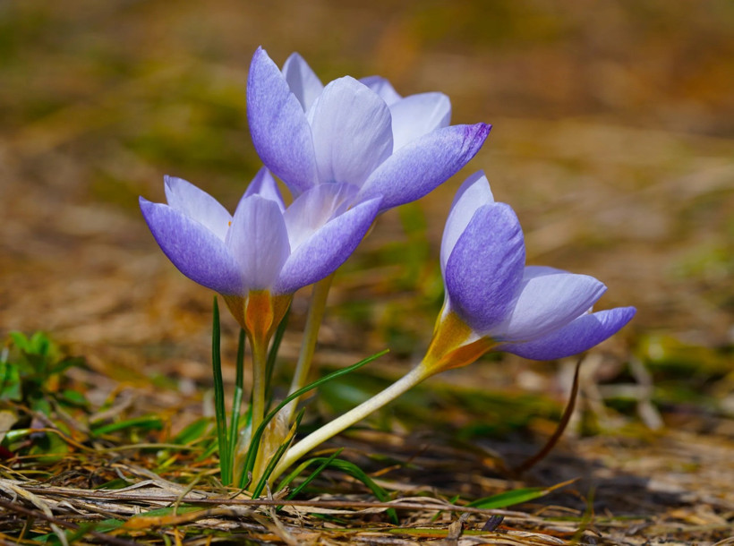 'Crocus Keltepensis' adını hiç duydunuz mu? Dünyada sadece Kocaeli’de var! - Resim : 2