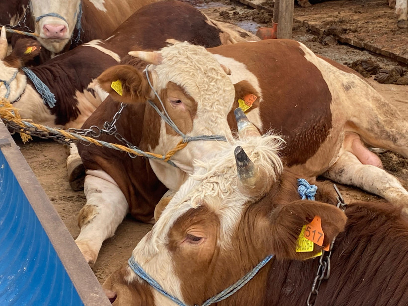 Mehmet Bostancı Kurban Bayramı öncesi uyardı: Sokak ve mahalle aralarında kesilmemeli! - Resim : 2