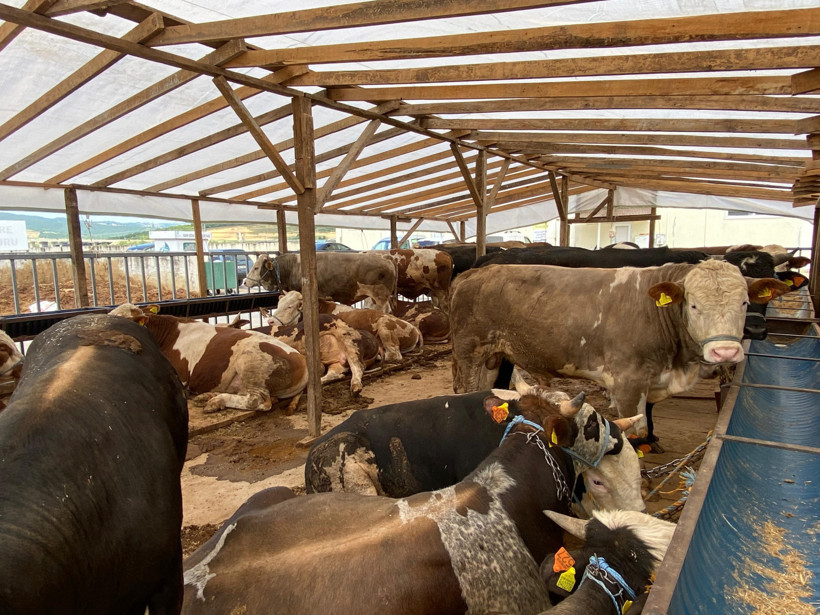 Mehmet Bostancı Kurban Bayramı öncesi uyardı: Sokak ve mahalle aralarında kesilmemeli! - Resim : 3
