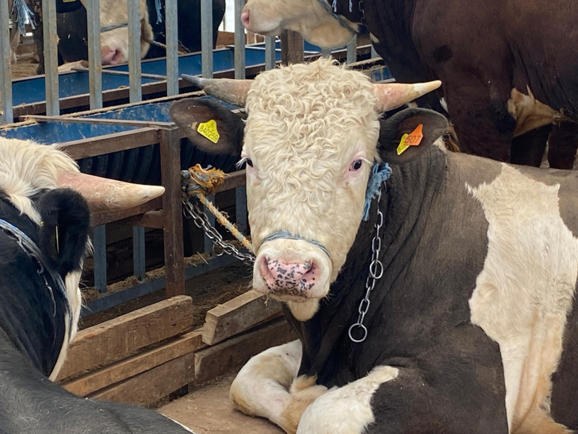 Mehmet Bostancı Kurban Bayramı öncesi uyardı: Sokak ve mahalle aralarında kesilmemeli! - Resim : 4