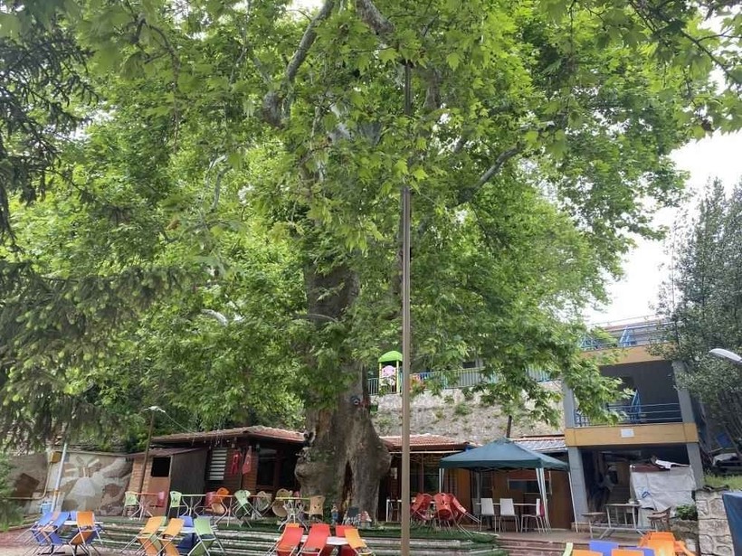 En acı günlerin şahidi… İşgal yıllarında onlarca kişi bu ağaçta asıldı! - Resim : 1