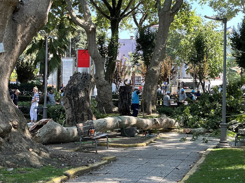 İşte o korkunç anın görüntüsü; Çınar ağacından kopan dal, genç öğretmeni hayattan aldı! - Resim : 1
