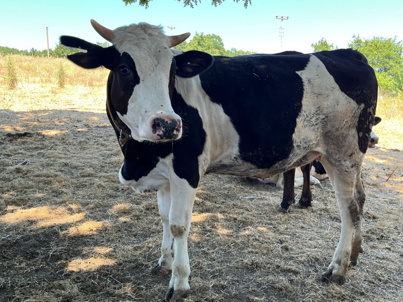 İzmit’in tek ‘Ari Belgeli’ süt üreticisi: Necdet Kocaman Süt Çiftliği doğal ve taze süt üretiyor - Resim : 9