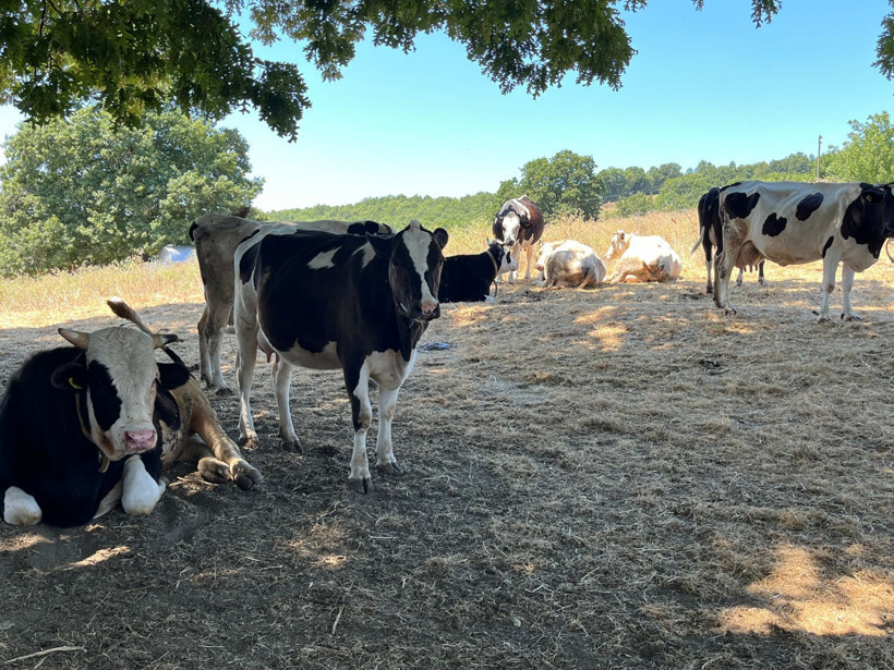 İzmit’in tek ‘Ari Belgeli’ süt üreticisi: Necdet Kocaman Süt Çiftliği doğal ve taze süt üretiyor - Resim : 8