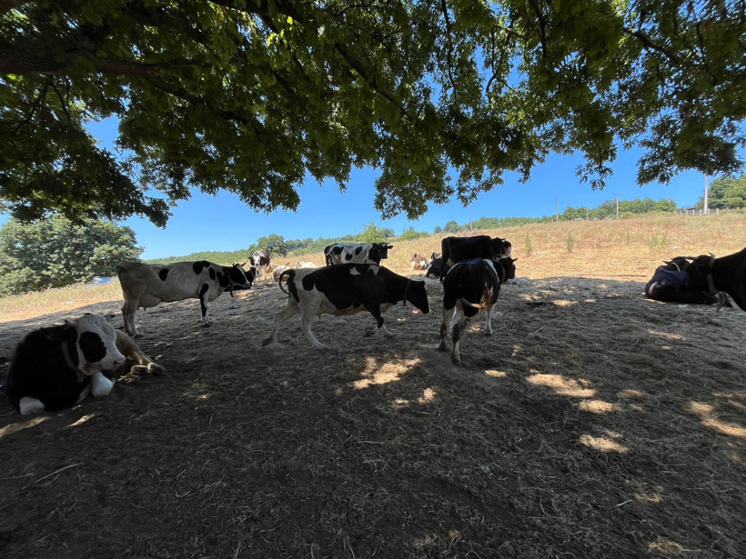 İzmit’in tek ‘Ari Belgeli’ süt üreticisi: Necdet Kocaman Süt Çiftliği doğal ve taze süt üretiyor - Resim : 13