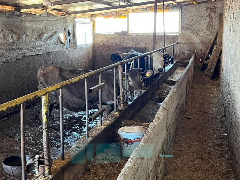 İzmit’in tek ‘Ari Belgeli’ süt üreticisi: Necdet Kocaman Süt Çiftliği doğal ve taze süt üretiyor - Resim : 11