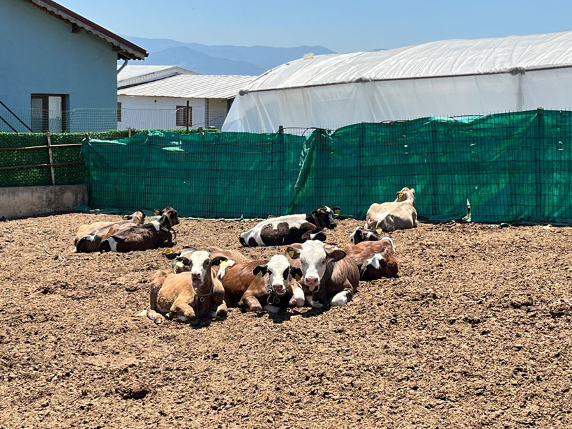 İzmit’in tek ‘Ari Belgeli’ süt üreticisi: Necdet Kocaman Süt Çiftliği doğal ve taze süt üretiyor - Resim : 7