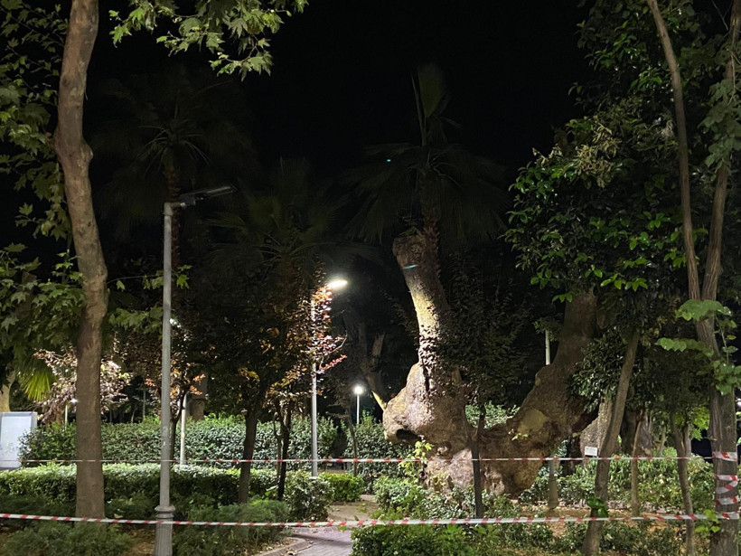 2 kişi hayatını kaybetti... Meydandaki ağaçlar budandı - Resim : 3