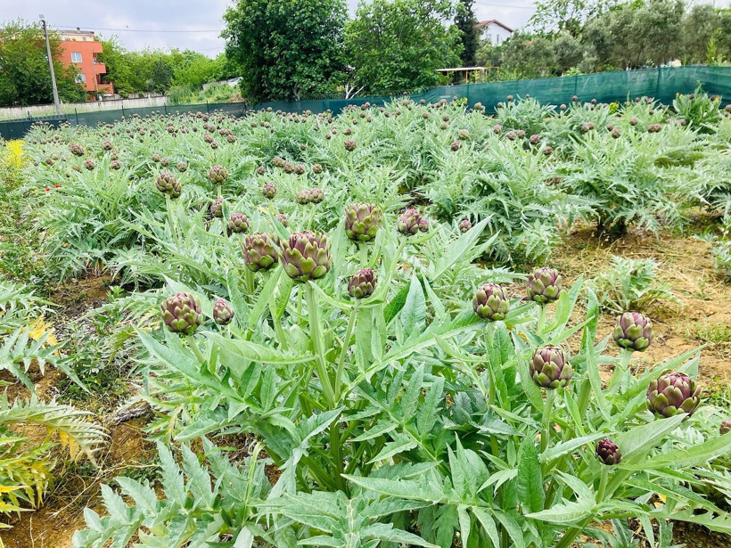 O eşsiz lezzet için başvuru yapıldı: İşte Kocaeli'nin “meşhur” olmayı bekleyen o ürünü! - Resim : 1