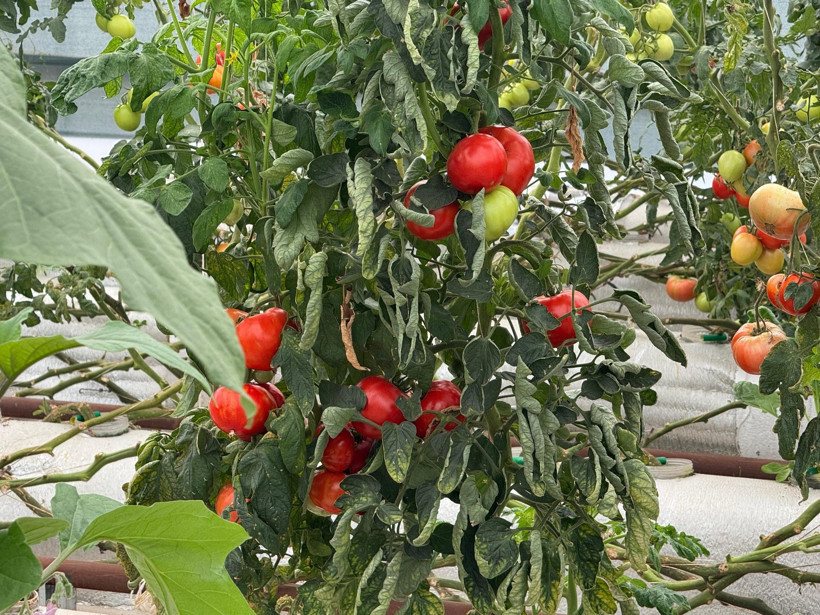 O ilçede tarım devrimi yapıldı, haberiniz var mı? - Resim : 3