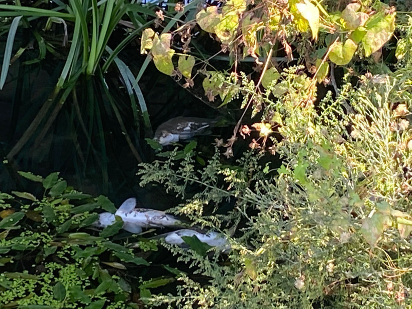 Muhtar Orhan Firidinoğlu Kilezdere’de balık ölümlerini yerinde gördü! Sorumluları göreve çağırdı - Resim : 1