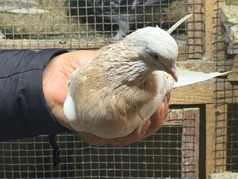 Gökyüzündeki milyonluk tutku: Bu işin bir sonu yok - Resim : 3